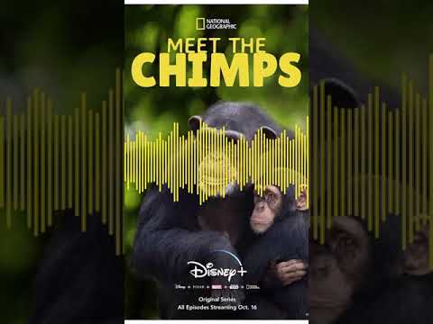 "Meet the CHIMPS" - A Voice Over Demo