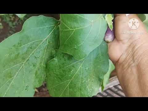 Brinjal, Curry leaves, Small oranges and Dondakaya