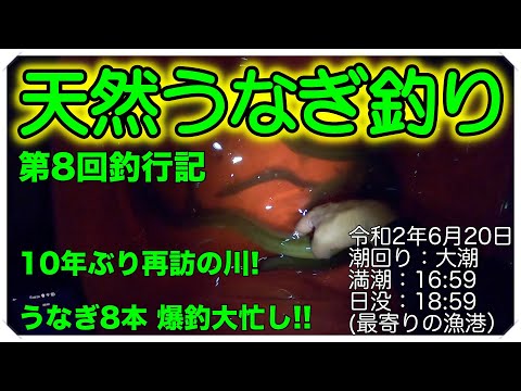 令和2年6月20日 うなぎ釣り (天然うなぎ)  第8回釣行記 ドバミミズ使用