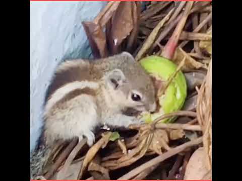 Cute baby squirrel