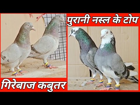 Indian Pigeon High Flying ! Old Pigeon Breed ! हम तो दिबाने है ईनके ! Arshad idrisi Pigeon