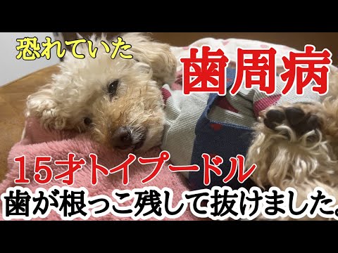 【歯周病】老犬の手術問題どうする？※溶けた歯うつります　15歳歯が抜けました💦