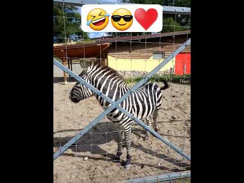 Perversul #shorts #zelda #zebra #beautiful #performance #perversely #perv #animals 😎♥️😎🤣🤣🤣♥️♥️♥️🦧♥️