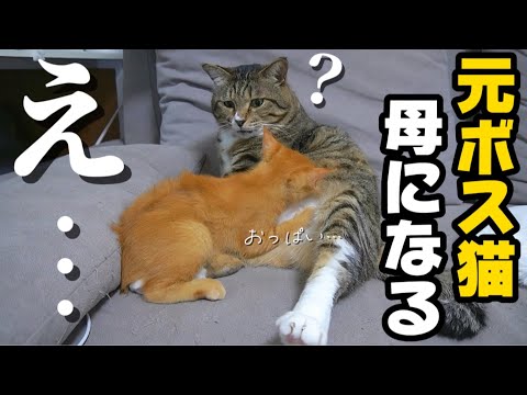 初対面した子猫におっぱいを吸われて母性が芽生えてしまう元ボス猫|変態おじさん再び