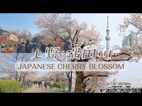 【vlog】上野公園・隅田川の桜 / Japanese cherry blossom / Ueno park / Sumida park