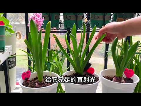 风信子花后这样做，轻松复花，风信子养护方法和注意事项