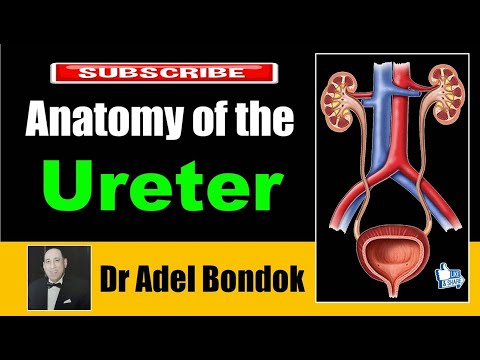 Anatomy of the Ureter, Dr Adel Bondok