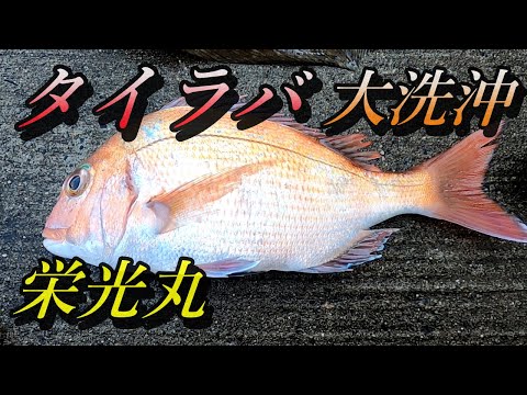 【タイラバ】鯛ラバ 釣り 船釣り 大洗沖で真鯛を狙ってタイラバに挑戦してみました！！