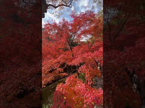 #shorts 京都東福寺 #京都 #京都紅葉 #東福寺