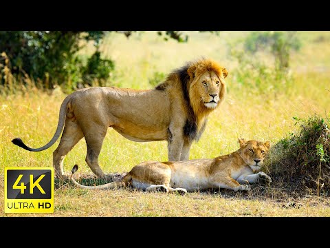 4K African Wildlife: Amboseli National Park, Kenya - Scenic Wildlife Film With Real Sounds