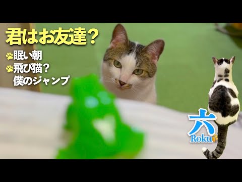 飛び猫のような愛猫のかっこいいジャンプに、寝坊した猫。久しぶりのお友達を前にした六も | [生まれ変わりの猫] 六 (Roku)