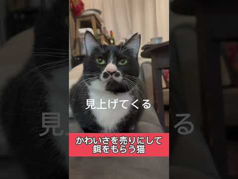 かわいさを売りに餌をもらう猫 #shorts #cat