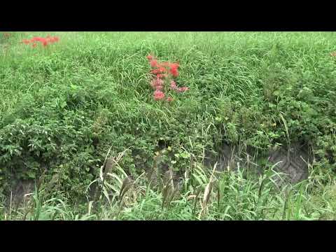 ワイエムエス　フレンドリー　あたか（安宅）地区の彼岸花（川崎町）　2024/09/30