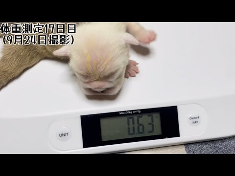 【ブルドッグ】【フレンチブルドッグ】〜子犬の体重測定17日目〜