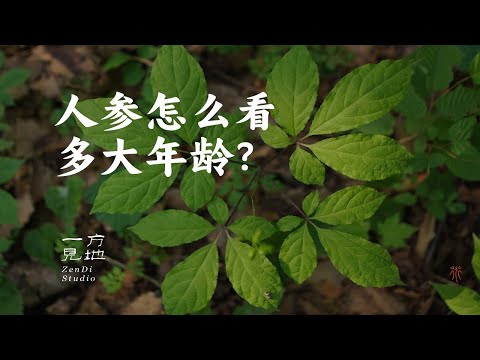 如何根据人参的植株形态判断人参的年龄