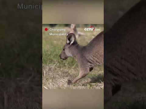 Gentle guardianship: A kangaroo couple nurtures their joey