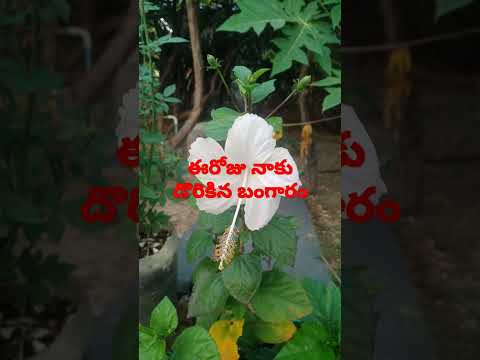 ఈరోజు మా ఇంట్లో పూచిన తెల్ల మందారం# white Hibiscus bloomed at my home #short#plz subscrib my chanel#