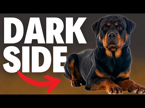 What NOBODY Tells You About Rottweilers