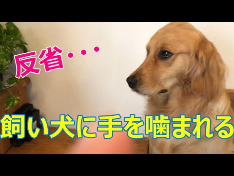 可愛い犬に酔っぱらって銜えたリモコンを無理やりとったら手をかぶりっと噛まれて結構出血したけど自力で治す大したことないといったパパ２か月後動かすと手がつっぱって痛い(´；ω；`)ｳｩｩ仕方なく病院へ