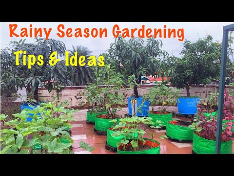 Rainy Season Gardening Tips & Ideas // Plants Care In Rainy Season