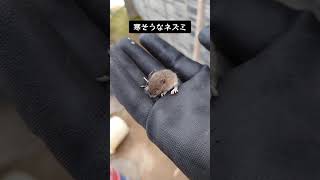 寒そうなネズミ #ネズミ #動物