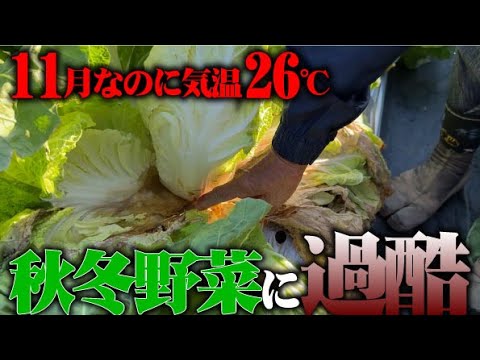 【異常気象で野菜がダウン寸前！】こんな時は焦らず騒がずじっと我慢する【追肥もしません】野菜に問題が出なければいいのですが・・・【白菜】【ブロッコリー】