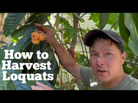 How to Harvest & Store Sweet, Ripe Loquats Every Single Time