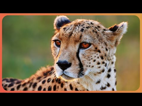 The Unique Abilities That Make Cheetahs Incredible Killing Machines | Real Wild Documentary