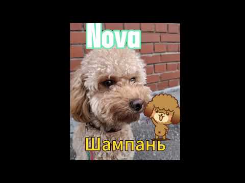 Nova - Шампань