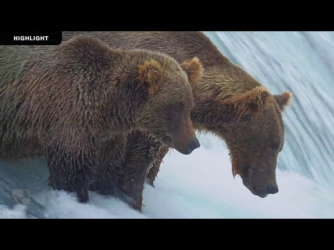 Brooks Falls - Katmai National Park | 2024 Season Highlights