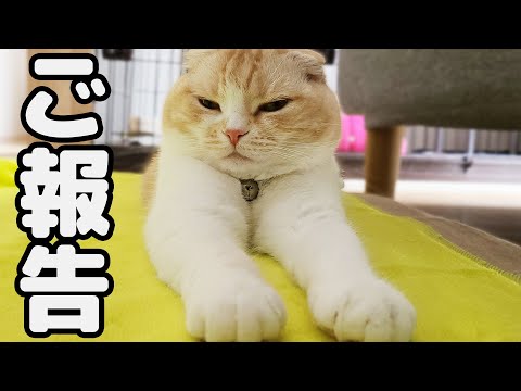 【ご報告】猫の脚の怪我について。