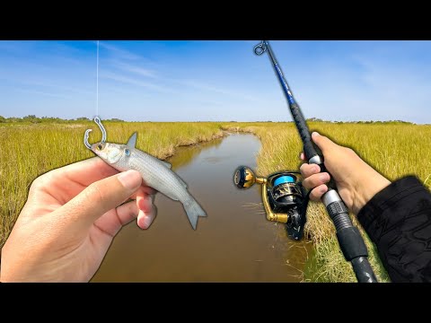 Fishing w/ LIVE Mullet in a NEW Saltwater Creek!