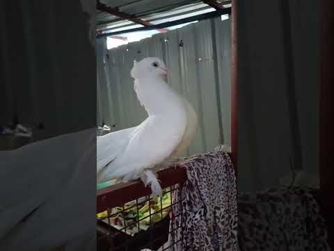 Pigeon Lover #pigeon  Masakali #pigeonlover #shortsfeed #youtubeshorts