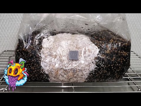 North Spore ShroomTek All In One Bag Break & Shake