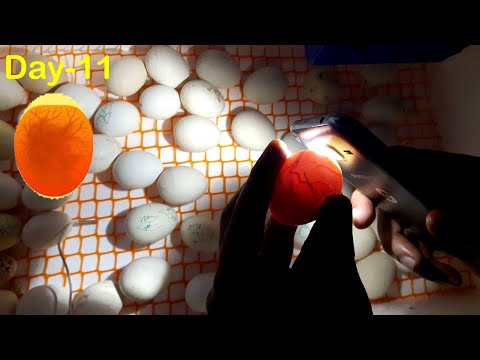 Egg Incubator Day-11 | Candling Chicken Eggs | Hatchery Machine