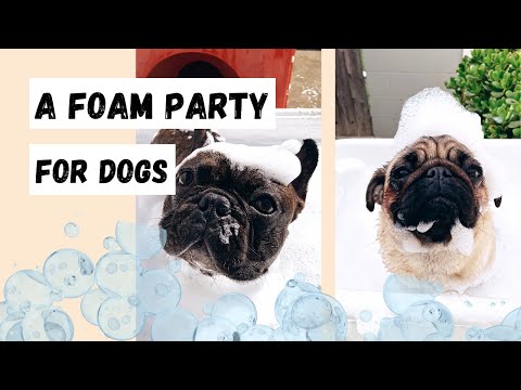 We Threw a Bubble Bath FOAM PARTY for Our Dogs!