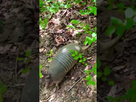 Adorable and Curious ￼Armadillo approaches us - Pine Mountain, Georgia