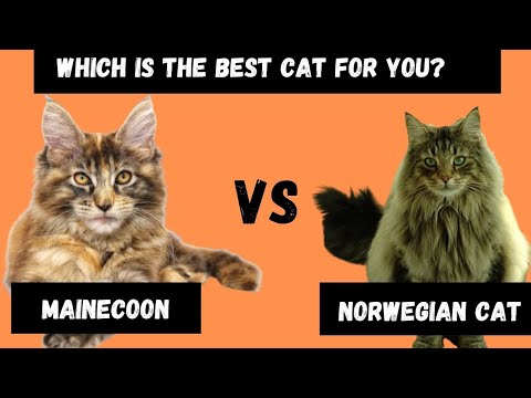 Maine Coon Cat VS Norwegian Forest Cat: which Cat is right for you?