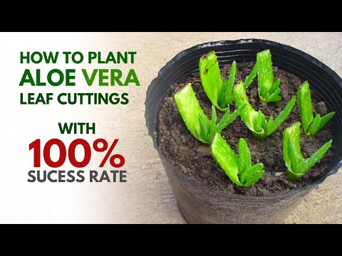 How To Plant Aloe vera from Leaf Cuttings