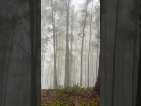 A Chilling Pine Forest #shorts #travel