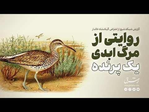 روایتی از مرگ ابدی یک پرنده