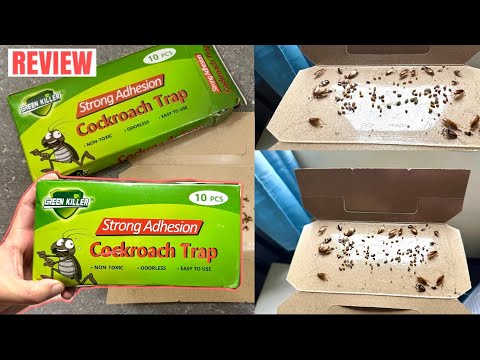 Real Results: Testing Cockroach Adhesive Traps for Effectiveness | Honest Review