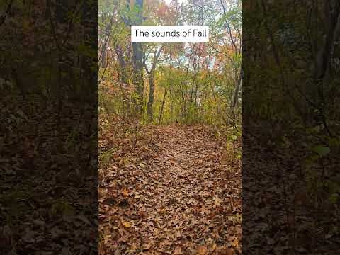 Must watch! Walking in the woods, listening to the sounds of Fall #shorts #naturesounds #fall