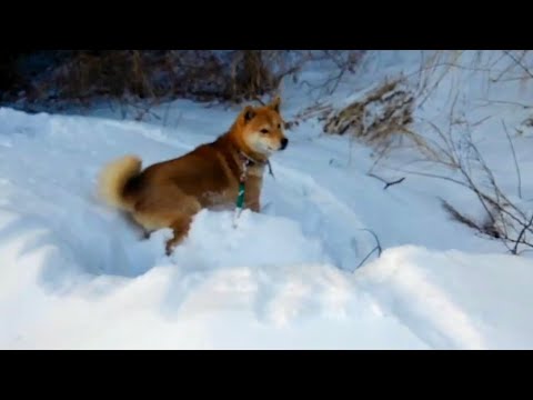 雪崩に遭う犬