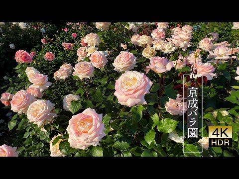 【4K  Roses】Roses bathed in the afternoon sunlight. 京成バラ園 Keisei Rose Garden 2024 Spring. #4khdr