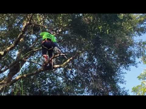 CLIMB HE SHALL..TREE LIMB REMOVAL!