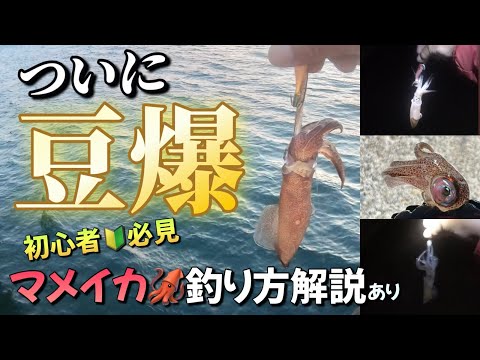 【北海道】【釣り】ついに豆イカ爆釣！初心者必見！マメイカの釣り方解説あり！