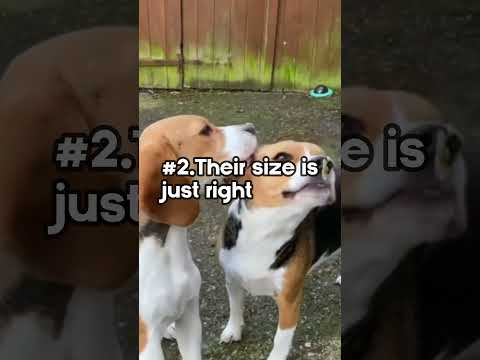 Top 3 Reasons Beagles Are the Best #shorts