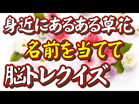 身近な野草・草花好きの人へ、初級・中級・上級編と前代未聞の脳トレが遂に完成しました！【身近にあるある草花写真館－脳トレクイズ－】脳トレをしながら花の名前が覚えられる画期的な脳トレです。復習問題あり。