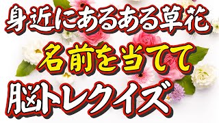 身近な野草・草花好きの人へ、初級・中級・上級編と前代未聞の脳トレが遂に完成しました！【身近にあるある草花写真館－脳トレクイズ－】脳トレをしながら花の名前が覚えられる画期的な脳トレです。復習問題あり。